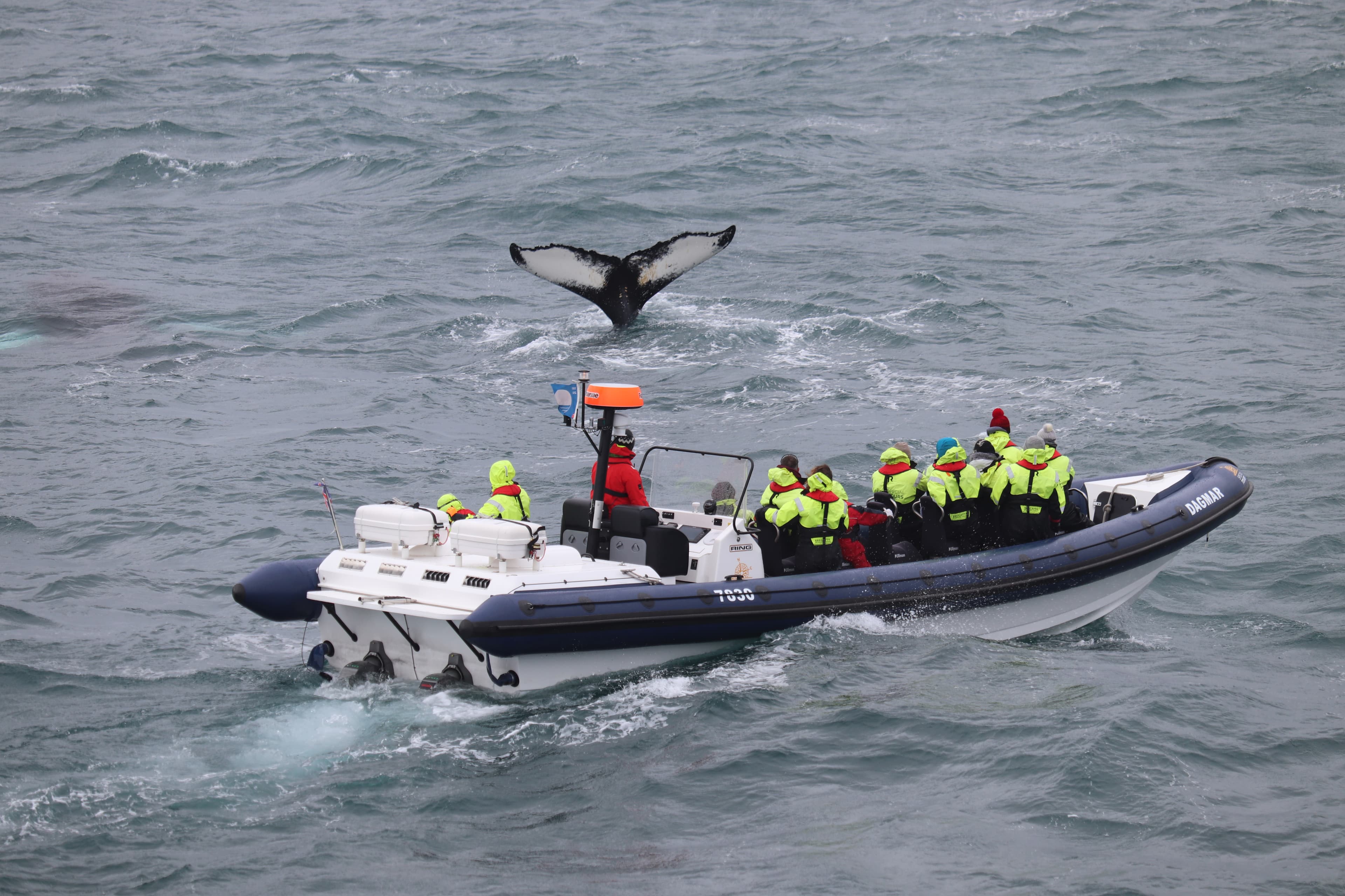 RIB Whale Watching