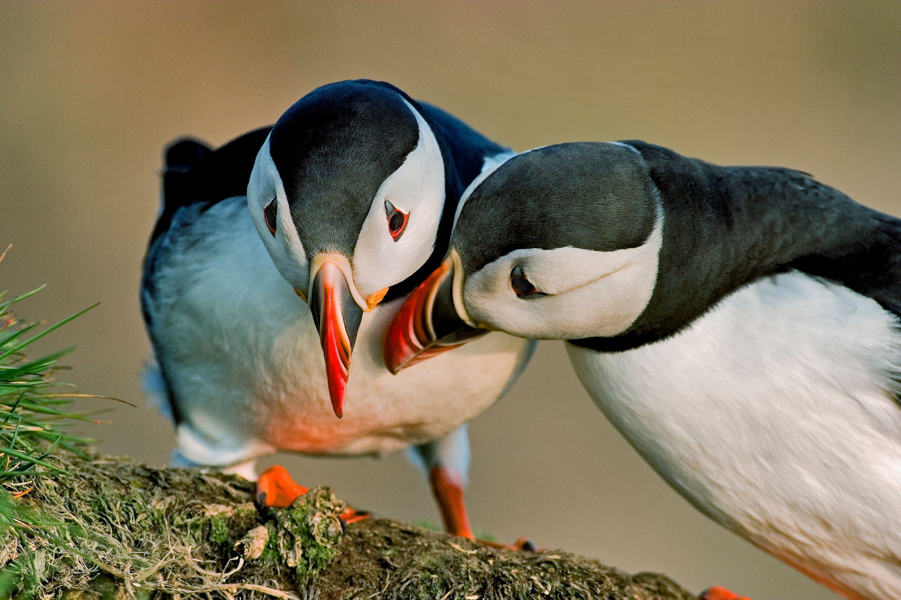 Puffin Watching